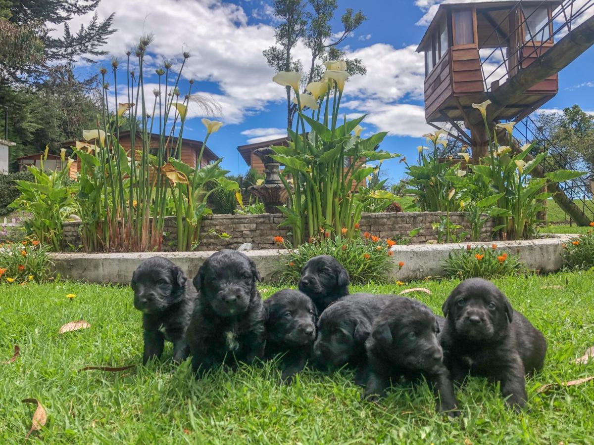 Hosteria Papagayo Cotopaxi Machachi エクステリア 写真